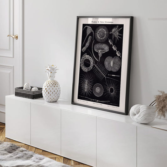 Detailed scientific illustration poster of marine floating algae plankton from Plankton I Marine Floating Algae by Institute of Liepzig, framed and displayed in home decor