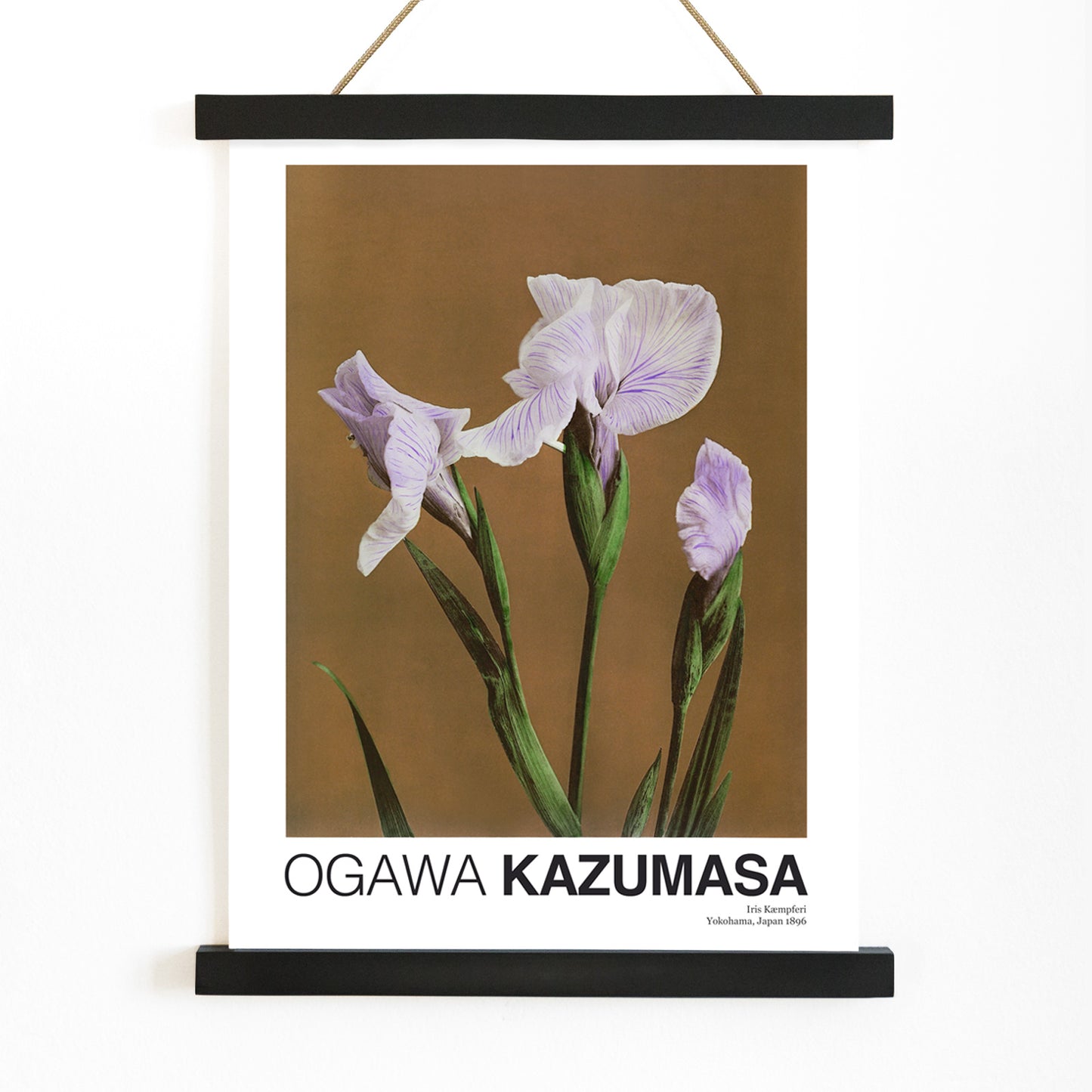 Hand colored illustration and poster of purple Iris Kaempferi flowers by Kazumasa Ogawa from Some Japanese Flowers, with wooden magnetic frame on white background