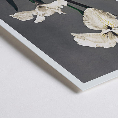 Closeup detail of Iris Kaempferi white irises hand colored collotype art by Kazumasa Ogawa from Some Japanese Flowers poster with delicate details