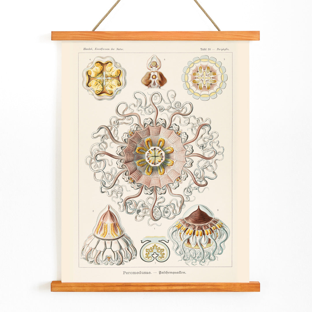 Scientific illustration poster of Peromedusae jellyfish marine life by Ernst Haeckel with intricate artistic and scientific detail, with wooden magnetic frame on white background