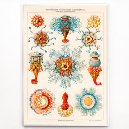 Closeup detail of Colorful vintage jellyfish illustration by E Haeckels with intricate marine details scientific drawing and poster artwork