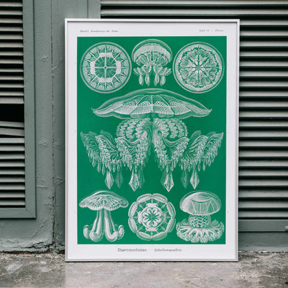 Detailed jellyfish illustrations Discomedusae Scheibenquallen by Ernst Haeckel wall art poster Kunstformen der Natur decor, framed and displayed in home decor