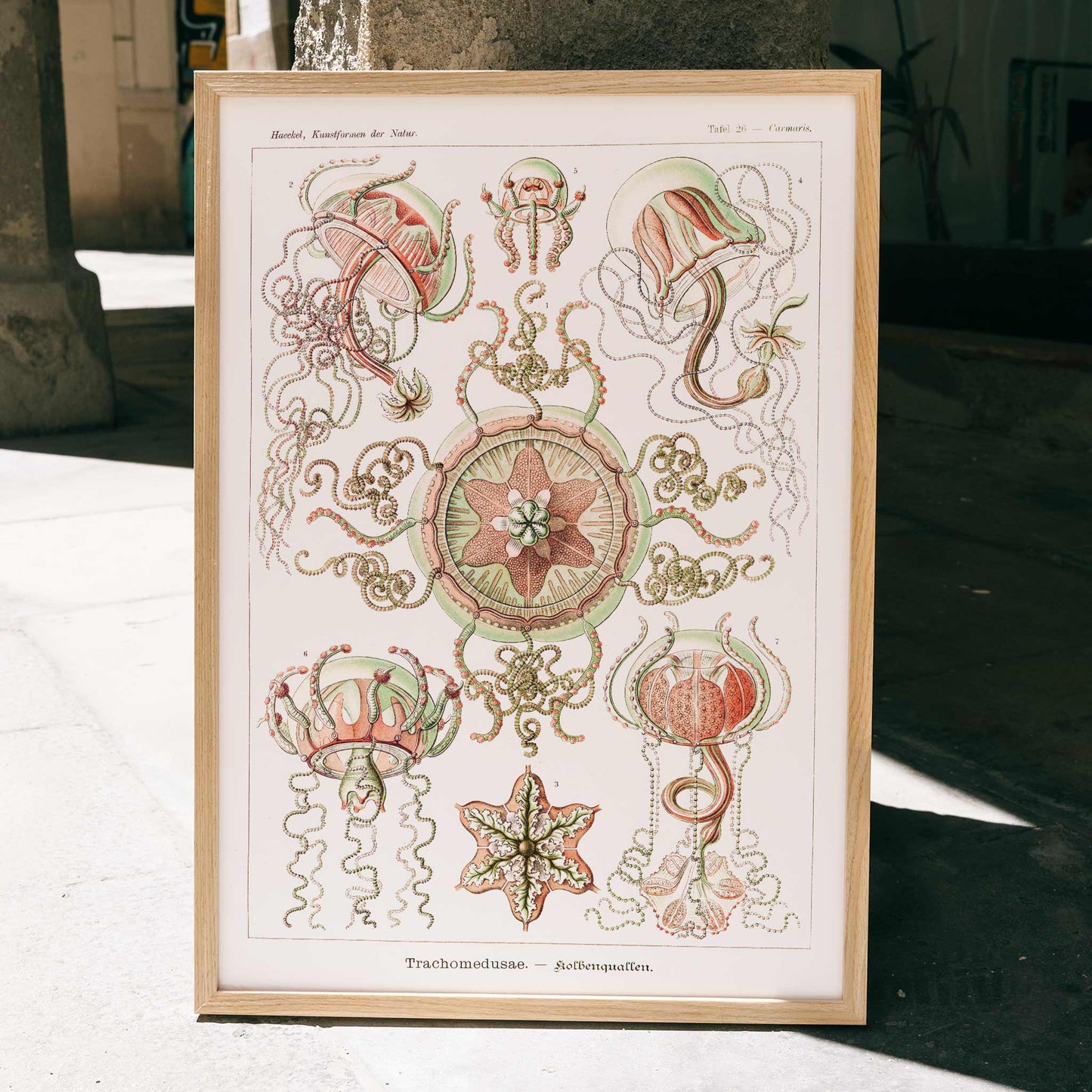 Colorful artistic illustration of jellyfish and marine life from Trachomedusae Kolbenquallen by Ernst Haeckel Kunstformen der Natur, framed and displayed in home decor