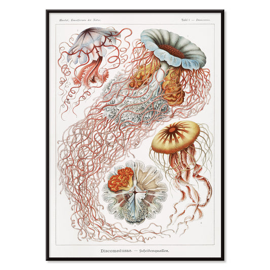 Colorful poster illustration of Discomedusae jellyfish marine life by Ernst Haeckel with intricate details and flowing tentacles, with black aluminium frame on white background