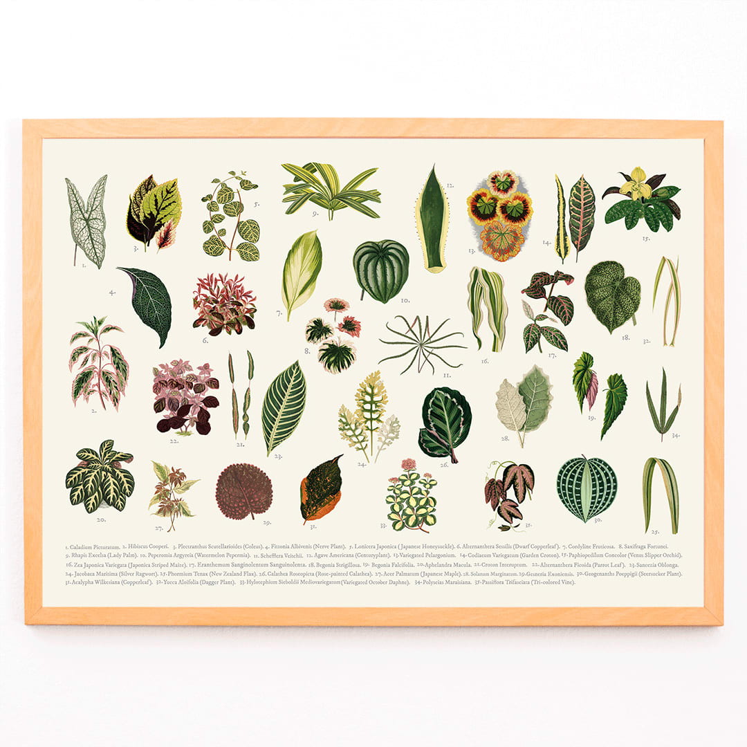 Botanical illustration poster of various leaves titled Collection of Leaves by artist Shirley Hibberd, framed and displayed in modern living room decor