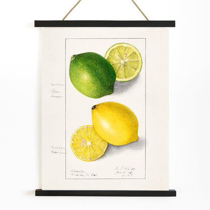Botanical illustration and poster of green and yellow lemons with slices by Ellen Isham Schutt titled Lemons Citrus Limon, with wooden magnetic frame on white background