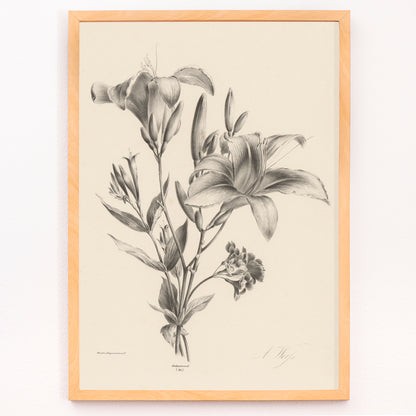 Closeup detail of Detailed black and white botanical illustration of two lilies by Anton Weiss titled Two black and white lilies poster