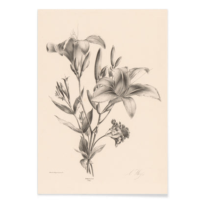 Detailed black and white botanical illustration of two lilies by Anton Weiss titled Two black and white lilies poster, with black aluminium frame on white background