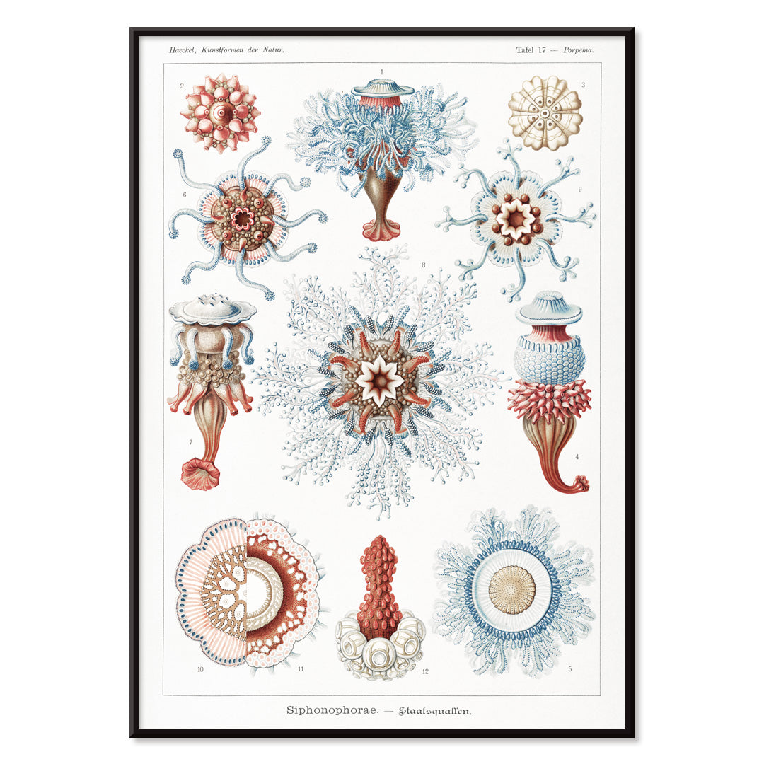 Colorful Siphonophorae jellyfish illustration by Ernst Haeckel scientific poster artwork, with black aluminium frame on white background