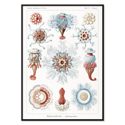 Colorful Siphonophorae jellyfish illustration by Ernst Haeckel scientific poster artwork, with black aluminium frame on white background