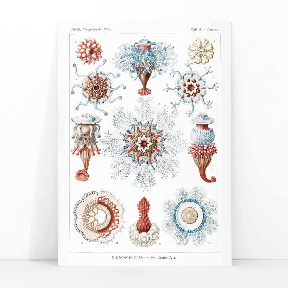 Colorful Siphonophorae jellyfish illustration by Ernst Haeckel scientific poster artwork, framed and displayed in modern living room decor