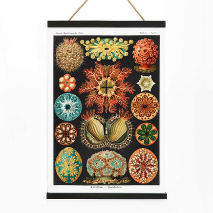 Colorful scientific illustration poster of ascidian sea creatures by Ernst Haeckel from Kunstformen der Natur and Ascidiae Seescheiden perfect for wall decor, with wooden magnetic frame on white background