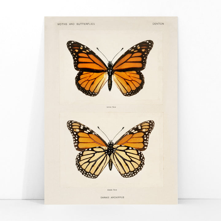 Monarch Butterfly Danais Archippus vintage illustration and detailed poster from Moths and Butterflies of the United States by Sherman F Denton, framed and displayed in modern living room decor