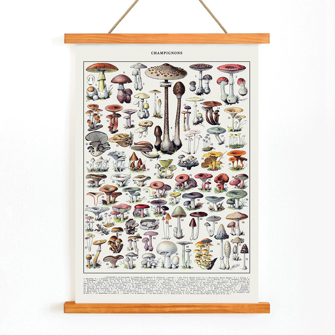 Mushrooms colour plate 2 by Editions Larousse featuring various mushroom illustrations and species, with wooden magnetic frame on white background