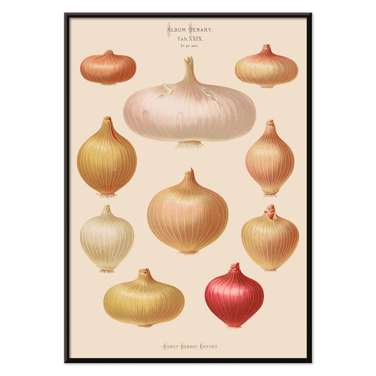 Illustration and poster of various onions by Ernst Benary from Album Benary showcasing different shapes and colors, with black aluminium frame on white background