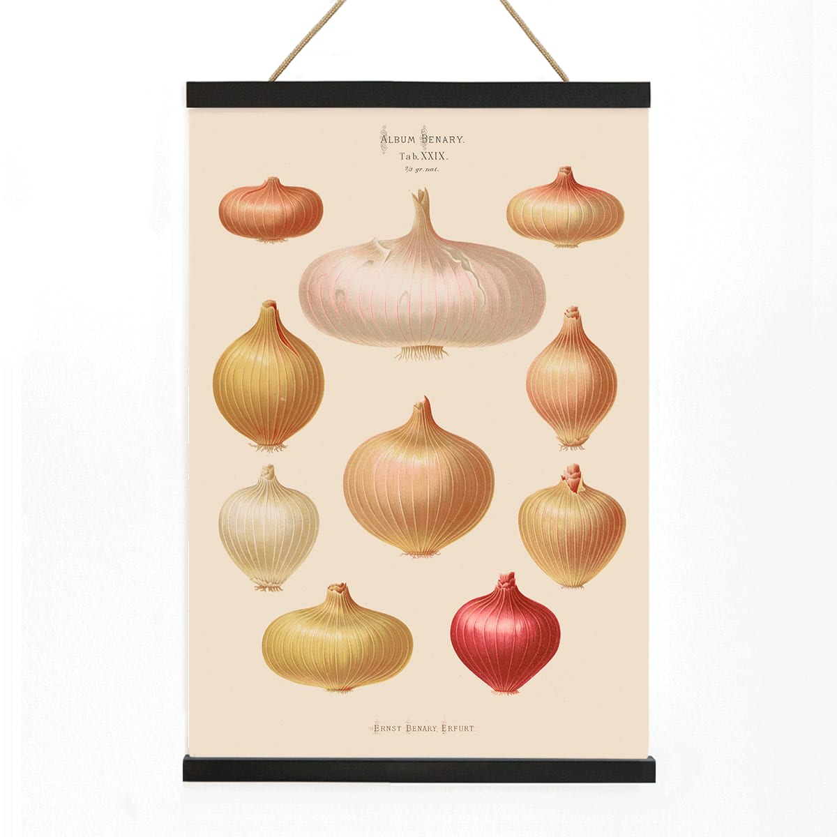 Illustration and poster of various onions by Ernst Benary from Album Benary showcasing different shapes and colors, with wooden magnetic frame on white background