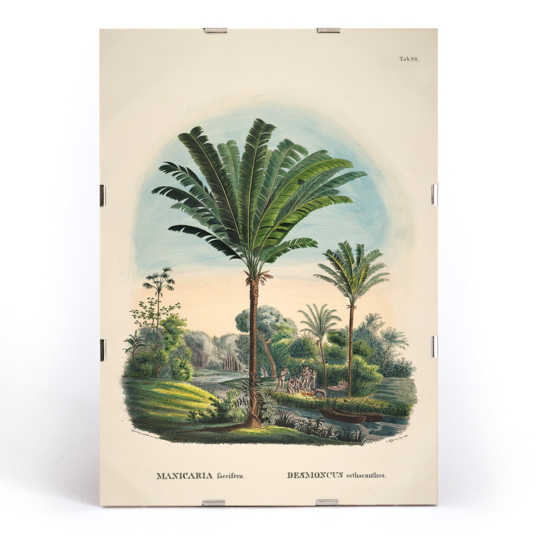 Tropical palm trees and river landscape illustration poster featuring Desmoncus orthacanthos artwork from Historia Naturalis Palmarum by Carl Friedrich Philipp von Martius, framed and displayed in modern living room decor