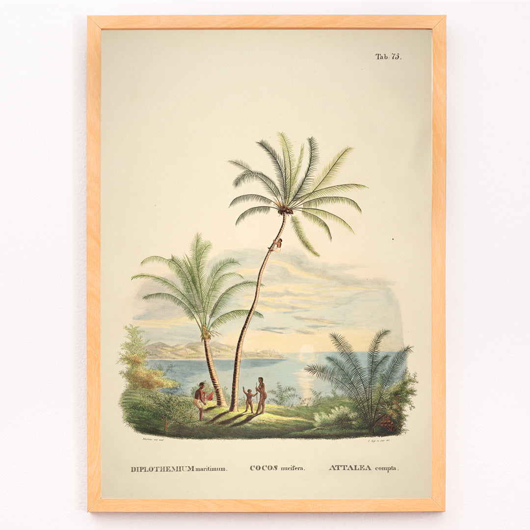 Closeup detail of Attalea compta palm trees with people by Carl Friedrich Philipp von Martius tropical illustration and poster for wall decor