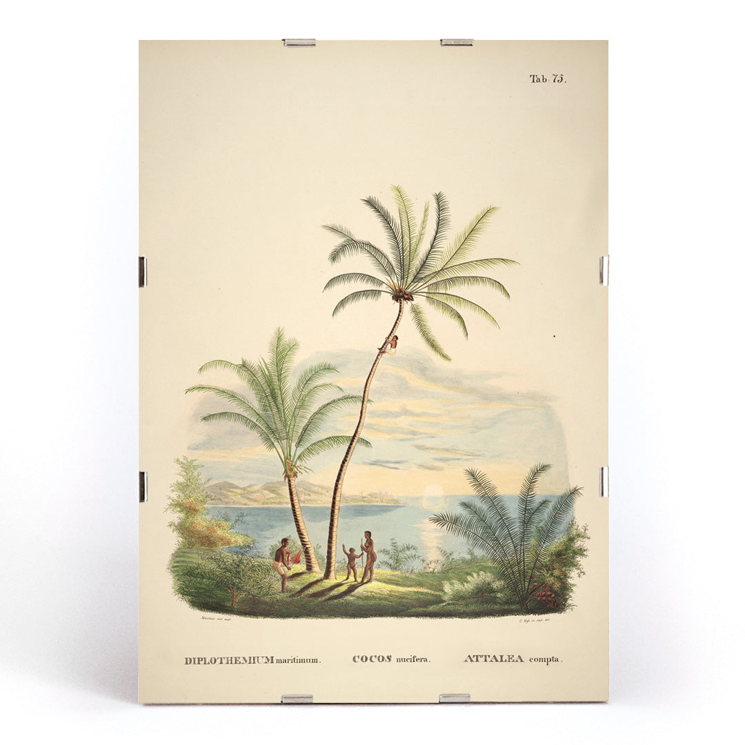 Attalea compta palm trees with people by Carl Friedrich Philipp von Martius tropical illustration and poster for wall decor, framed and displayed in modern living room decor