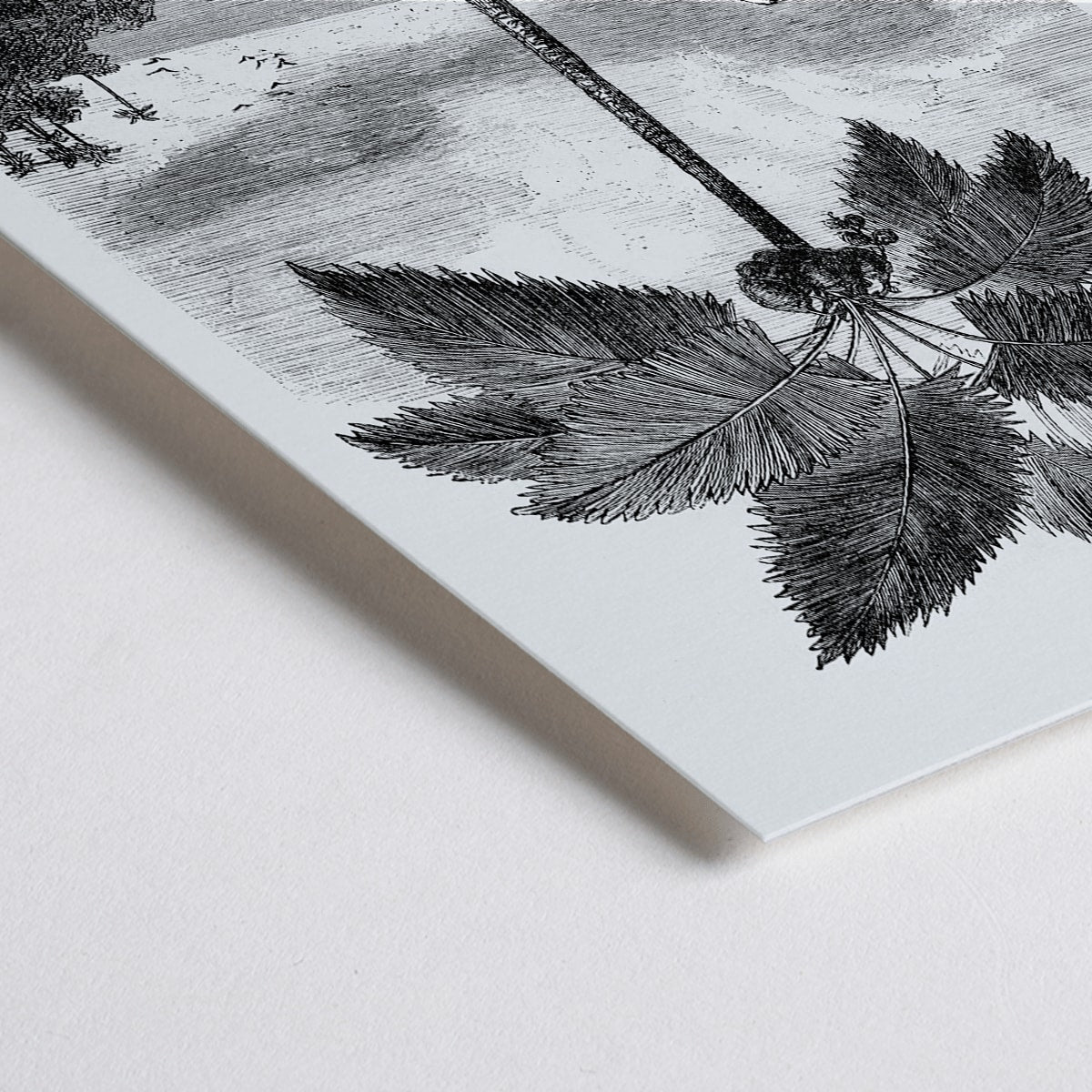 Closeup detail of Palm tree illustration and poster by Oswald de Kerchove de Denterghem from Les Palmiers Histoire Iconographique