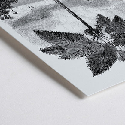 Closeup detail of Palm tree illustration and poster by Oswald de Kerchove de Denterghem from Les Palmiers Histoire Iconographique