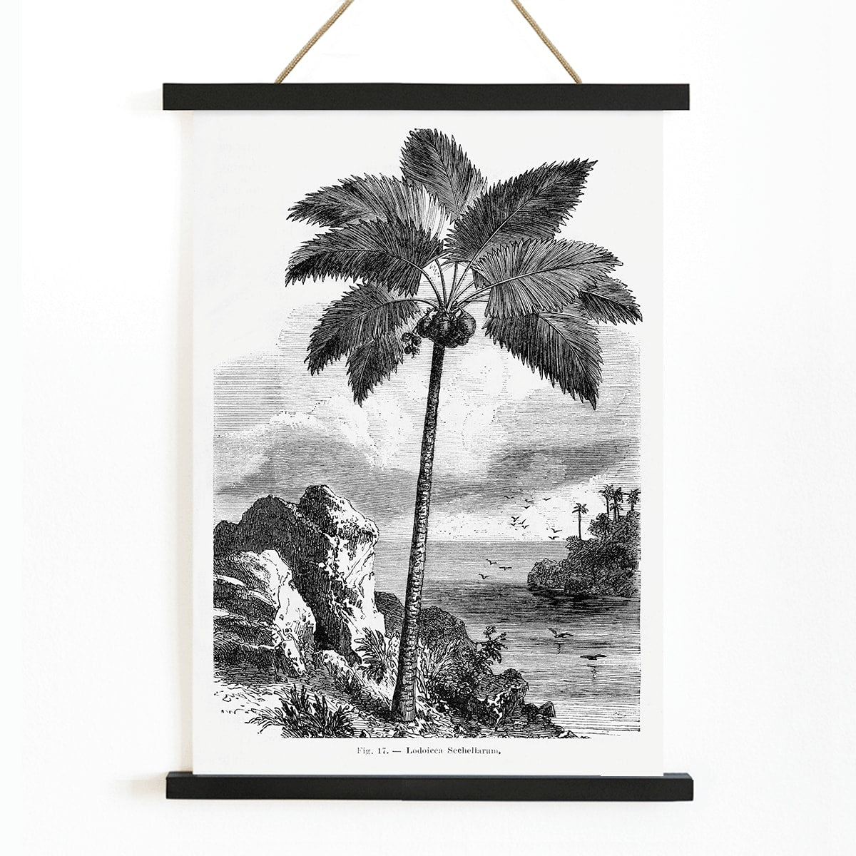 Palm tree illustration and poster by Oswald de Kerchove de Denterghem from Les Palmiers Histoire Iconographique, with wooden magnetic frame on white background