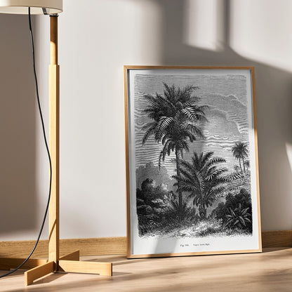 Black and white illustration of palm trees by Oswald de Kerchove de Denterghem from Les Palmiers Histoire Iconographique poster, framed and displayed in home decor