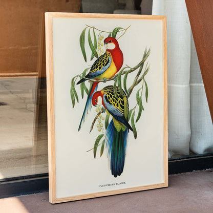 Colorful Rose-hill Parakeet birds perched on branches artwork by Elizabeth Gould poster, framed and displayed in modern living room decor