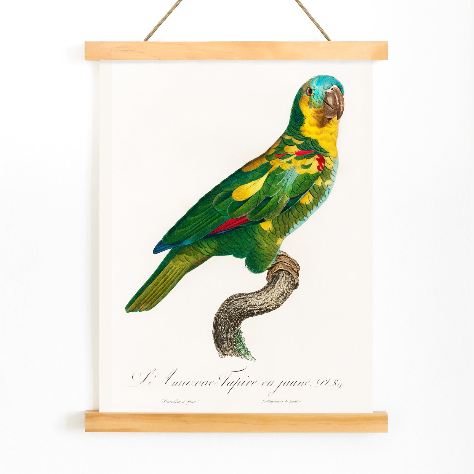 Turquoise Fronted Amazon Amazona aestiva illustration and poster by Francois Levaillant featuring a colorful parrot perched on a branch from Natural History of Parrots, with wooden magnetic frame on white background