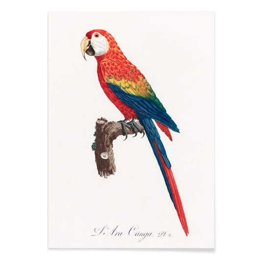 Colorful parrot Ara Canga illustration by Francois Levaillant perched on branch from Natural History of Parrots poster, with black aluminium frame on white background