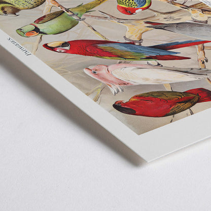 Closeup detail of Colorful parrots perched on branches Papagein I artwork by Institut of Leipzig vintage illustration poster