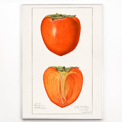 Closeup detail of Vintage persimmons illustration by Amanda Almira Newton featuring botanical artwork of whole and halved persimmons and a detailed persimmon fruit poster