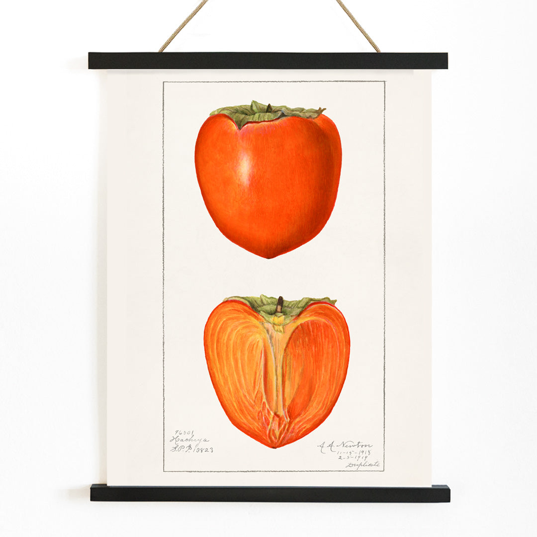 Vintage persimmons illustration by Amanda Almira Newton featuring botanical artwork of whole and halved persimmons and a detailed persimmon fruit poster, with wooden magnetic frame on white background