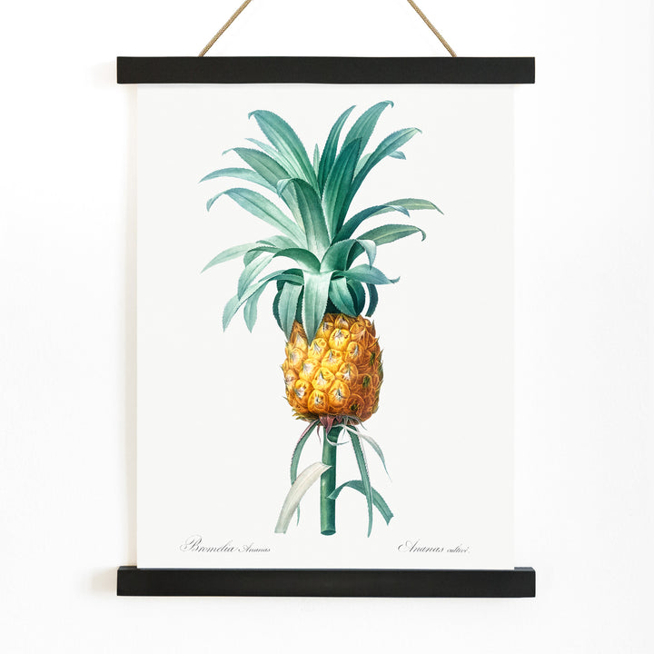 Vintage pineapple botanical artwork and poster featuring a botanical pineapple illustration by Pierre-Joseph Redoute from Les liliacees ideal for wall art decor, with wooden magnetic frame on white background