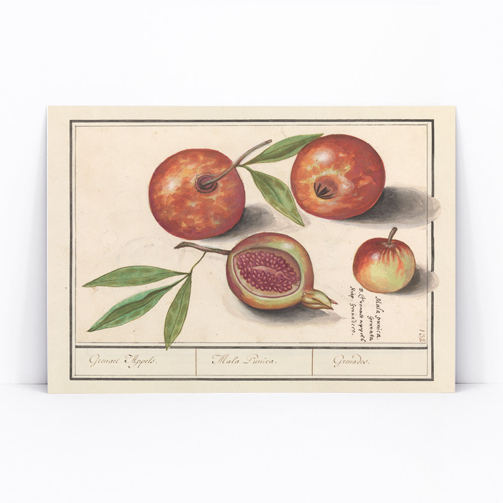Botanical illustration and poster of pomegranates with leaves titled Pomegranate by Anselmus Boëtius de Boodt, framed and displayed in modern living room decor