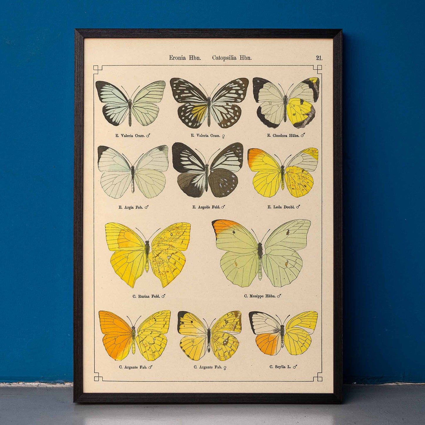 Exotic butterflies illustration and poster by Otto Staudinger titled Exotic Butterflies Pl021 featuring detailed colorful species, framed and displayed in home decor