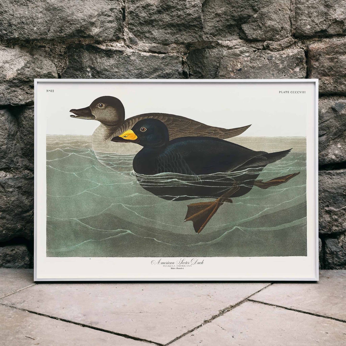 American Scoter ducks swimming in water artwork by John James Audubon Birds of America poster, framed and displayed in home decor