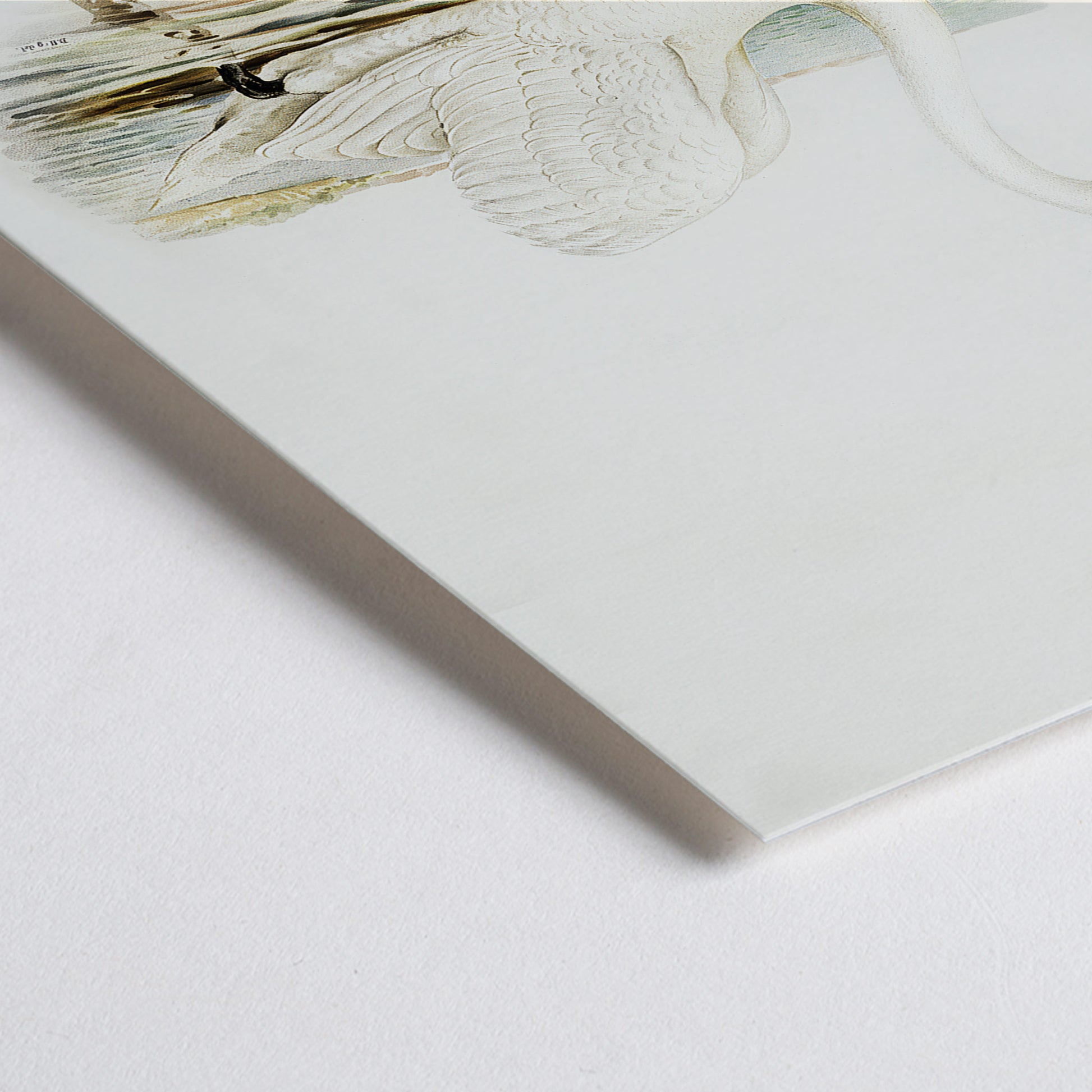 Closeup detail of Mute Swan male Cygnus olor detailed illustration on water by The von Wright brothers poster and artwork