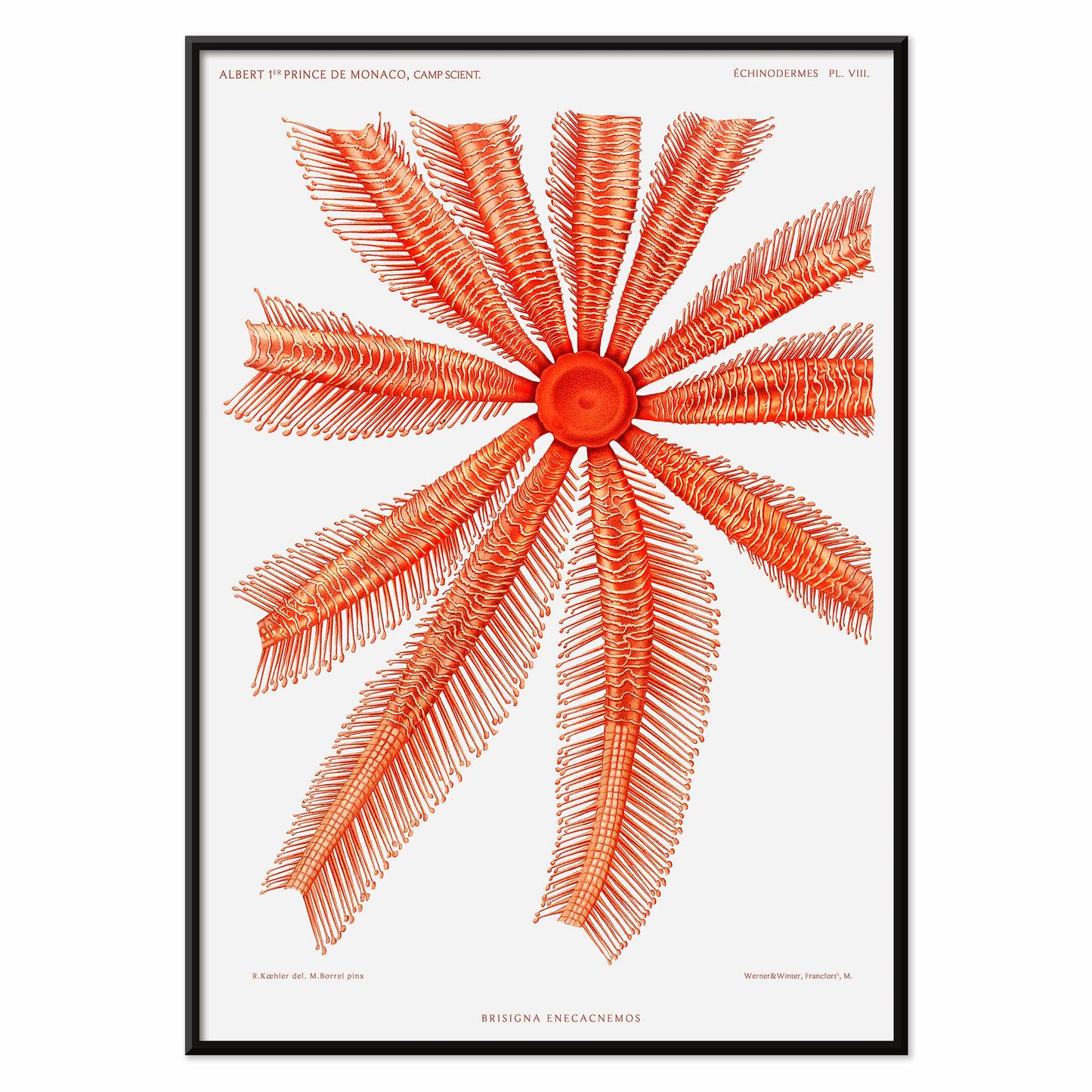 Brisingidae starfish illustration by Albert I Prince of Monaco from Resultats des Campagnes Scientifiques poster and framed artwork, with black aluminium frame on white background