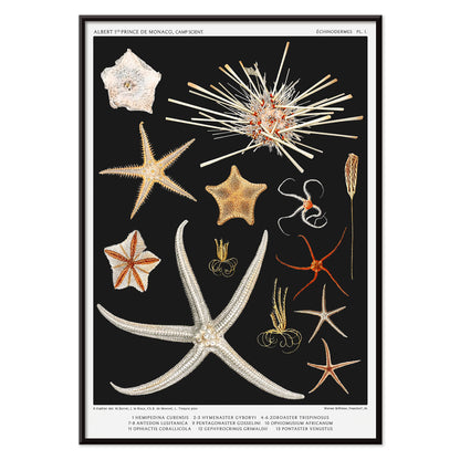 Starfish varieties illustration and poster by Albert I Prince of Monaco from the artwork Resultats des Campagnes Scientifiques, with black aluminium frame on white background