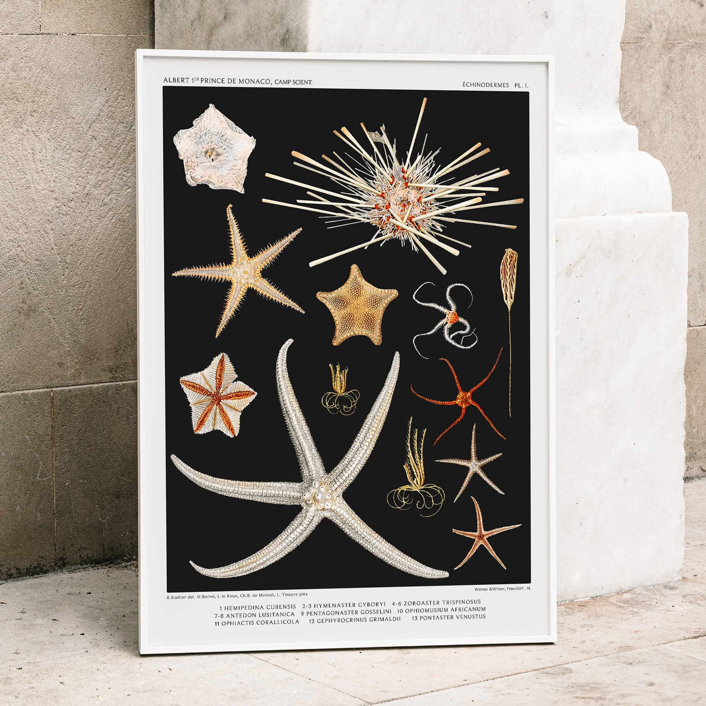 Starfish varieties illustration and poster by Albert I Prince of Monaco from the artwork Resultats des Campagnes Scientifiques, framed and displayed in home decor