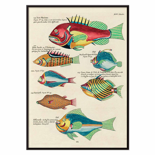 Colourful surreal fish illustrations by Louis Renard from Histoire naturelle des plus rares curiositez de la mer des Indes poster, with black aluminium frame on white background