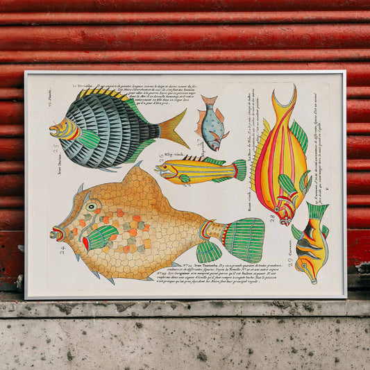 Colourful surreal fish illustrations by Louis Renard from Histoire naturelle des plus rares curiositez de la mer poster, framed and displayed in home decor