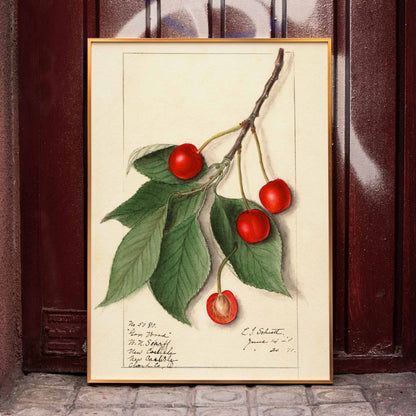 Botanical illustration poster of Prunus avium Govenor Wood by Ellen Isham Schutt featuring cherries and leaves on a branch, framed and displayed in home decor