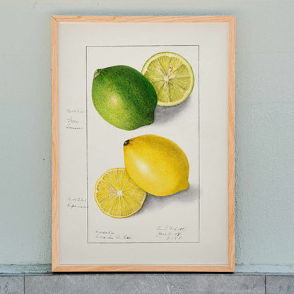 Botanical illustration and poster of green and yellow lemons with slices by Ellen Isham Schutt titled Lemons Citrus Limon, framed and displayed in home decor