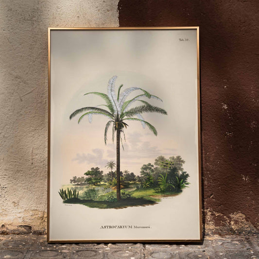 Astrocaryum Murumuru palm tree illustration and landscape poster by Carl Friedrich Philipp von Martius from Historia Naturalis Palmarum, framed and displayed in home decor