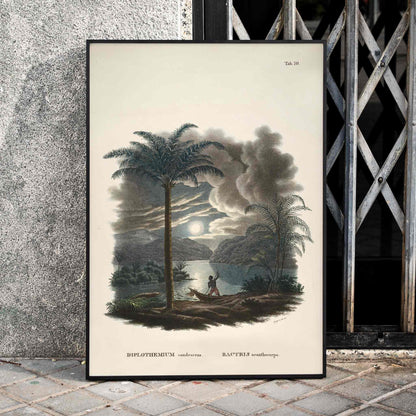Tropical landscape with palm trees and river at sunset with canoe by Carl Friedrich Philipp von Martius from Historia Naturalis Palmarum Bactris acanthocarpa, framed and displayed in home decor