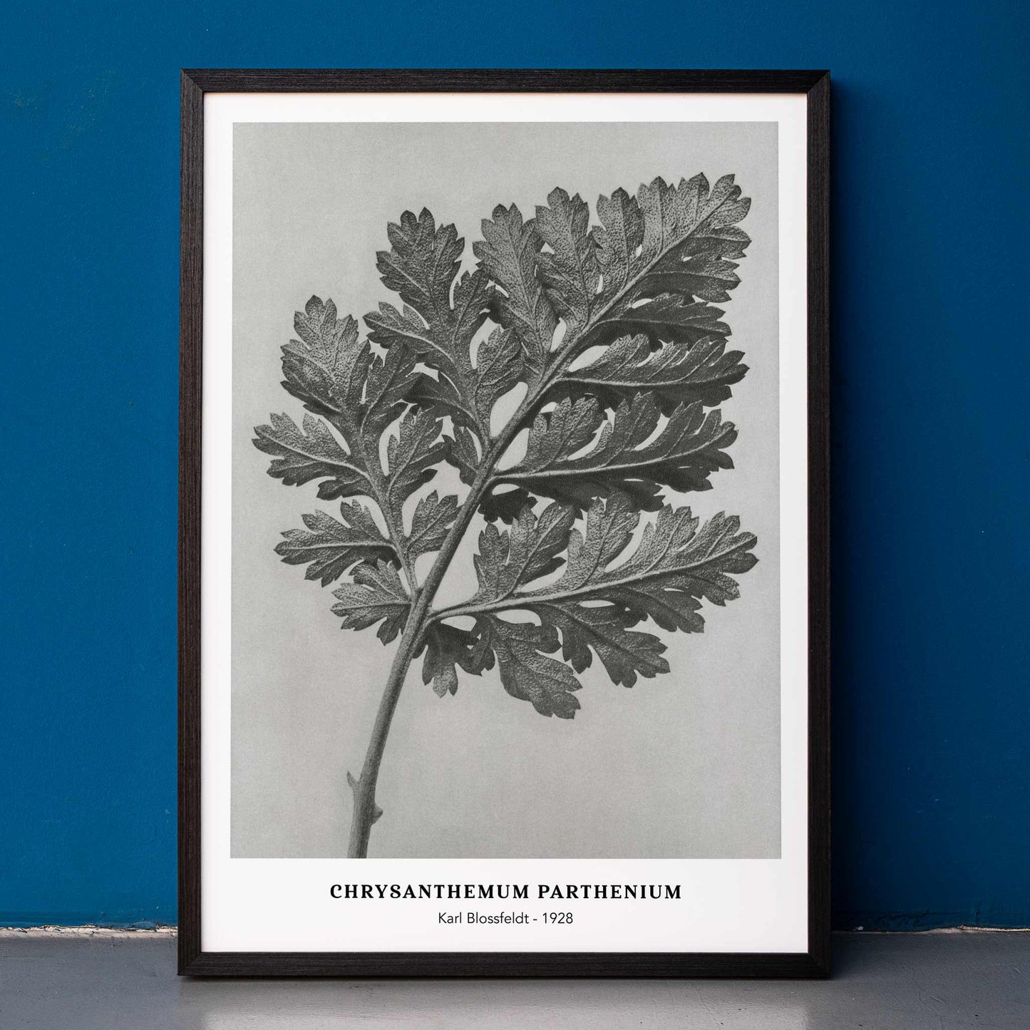 Botanical artwork and detailed illustration of Chrysanthemum parthenium leaf by Karl Blossfeldt titled Feverfew chrysanthemum, framed and displayed in home decor
