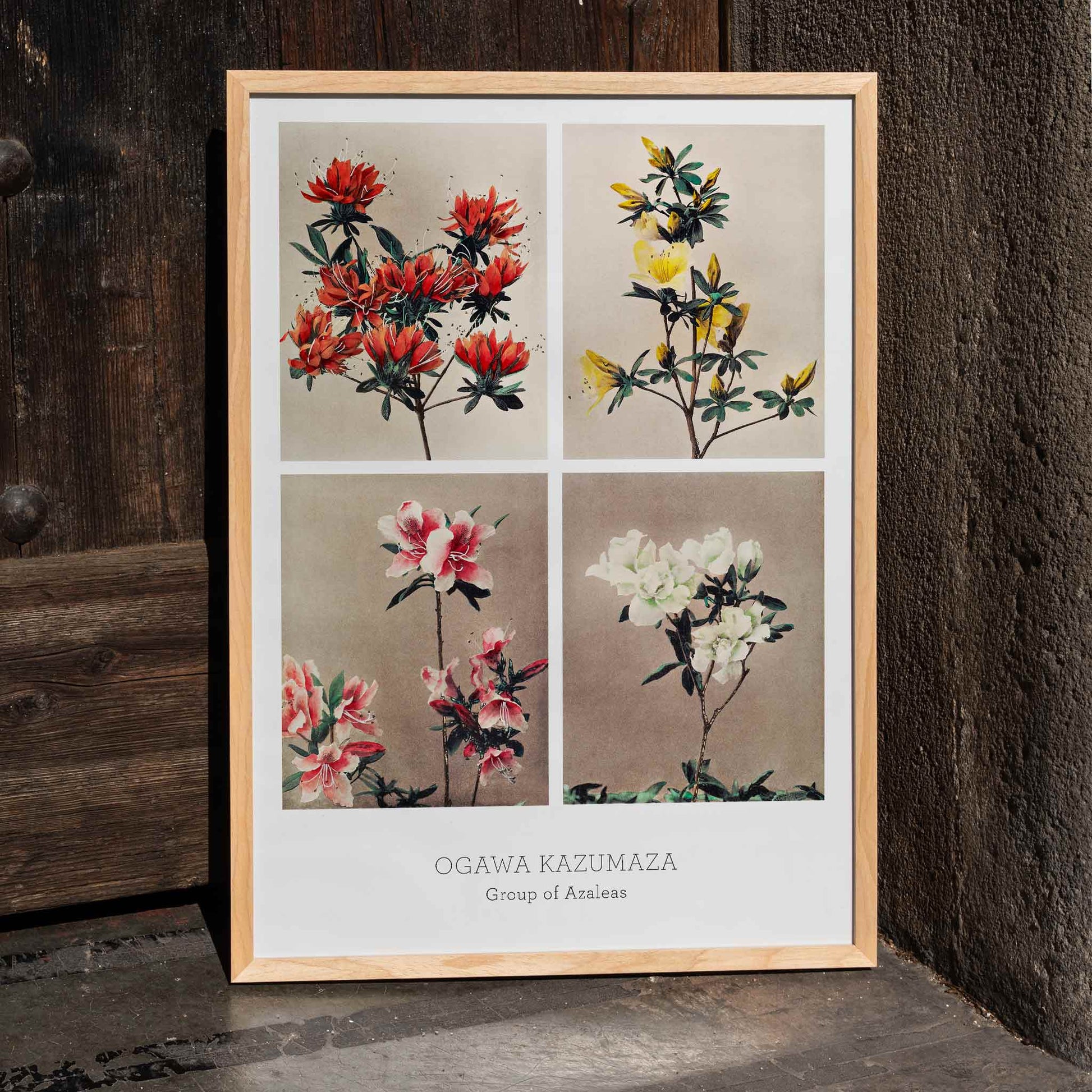 Hand colored collotype artwork of vibrant azalea flowers by Kazumasa Ogawa poster featuring various azaleas, framed and displayed in home decor
