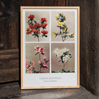 Hand colored collotype artwork of vibrant azalea flowers by Kazumasa Ogawa poster featuring various azaleas, framed and displayed in home decor